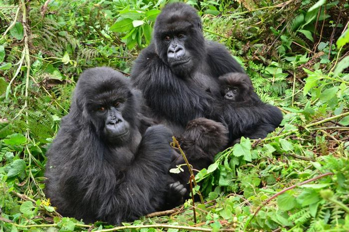 The surprising friendship habit female gorillas share with humans