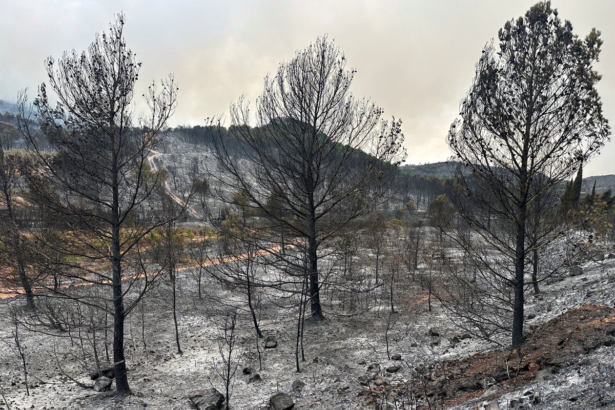 France's largest wildfire in decades leaves a trail of devastation