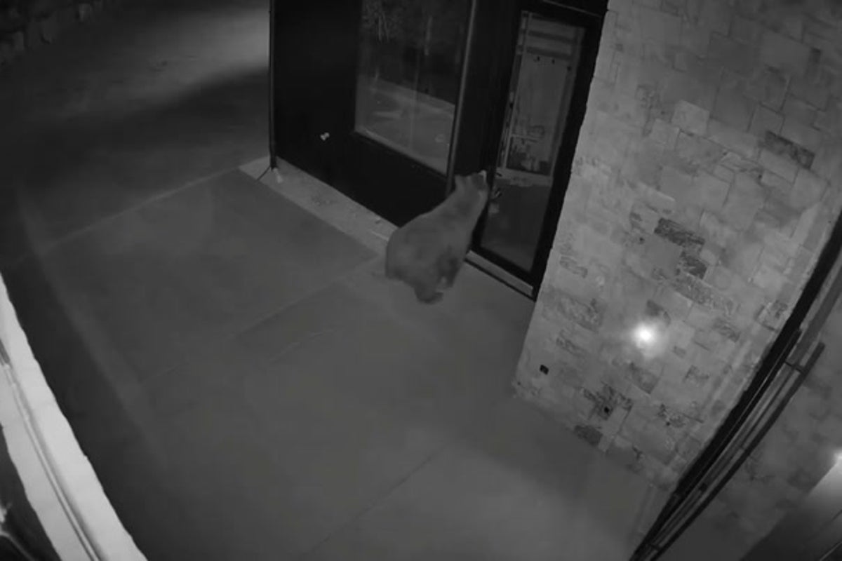Moment bear uses door handle to walk into home