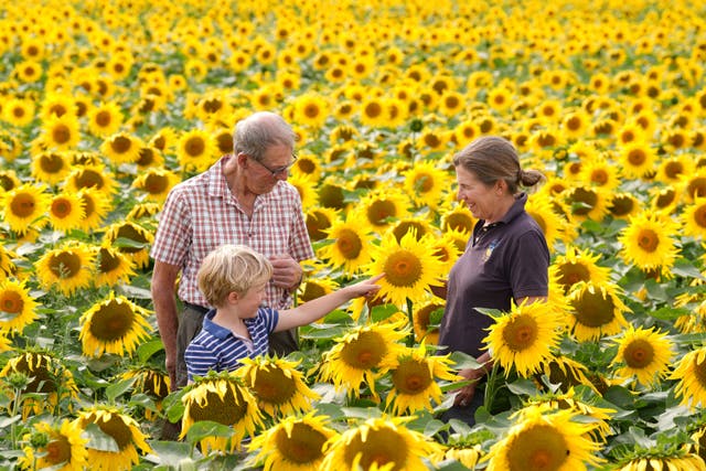 Nicholas Watts with his daughter Lucy and grandson Ralph, six, among their crop of sunflowers at Vine House Farm in Deeping St Nicholas in Lincolnshire, which have come into bloom early this year due to recent dry weather and high temperatures (Joe Giddens/PA)