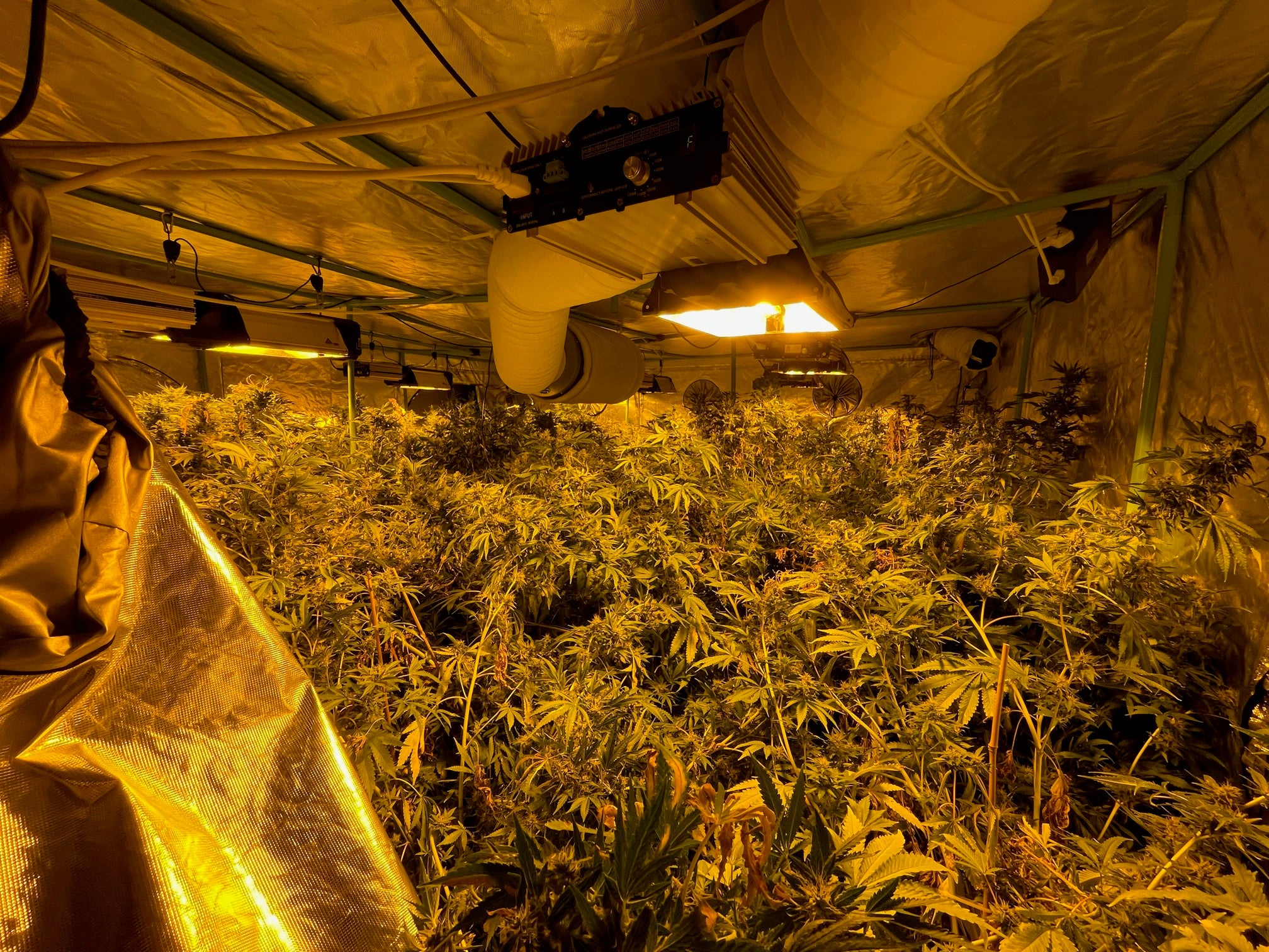 More than 180 cannabis plants were discovered inside Mr Wilkinson's former home