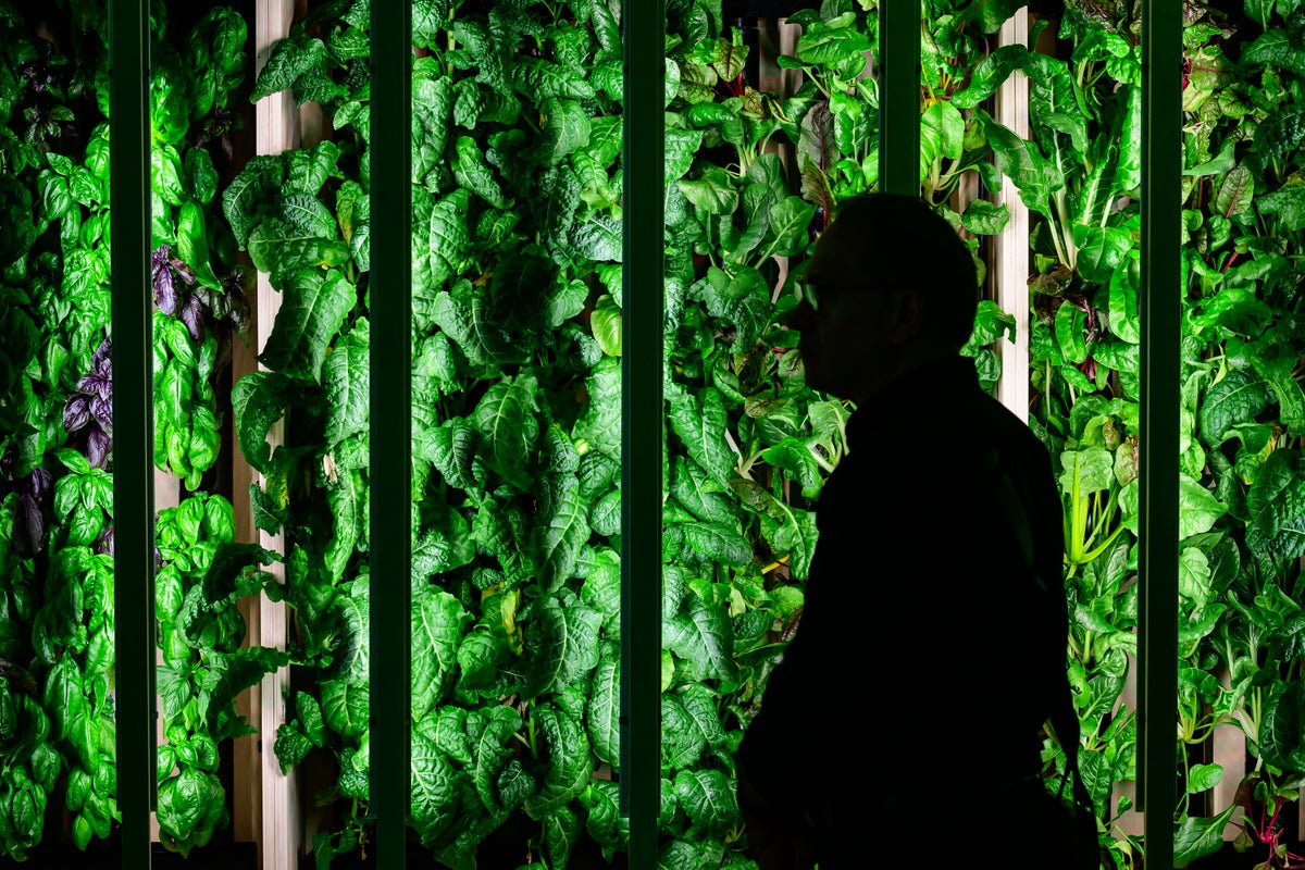 The summer herb staple that can protect you from cancer and cardiovascular disease The summer herb staple that can protect you from cancer and cardiovascular disease