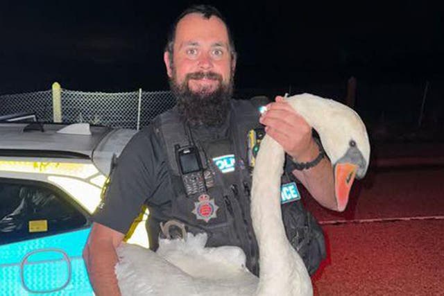 <p>PC Jed Raven rescued the swan on Monday</p>