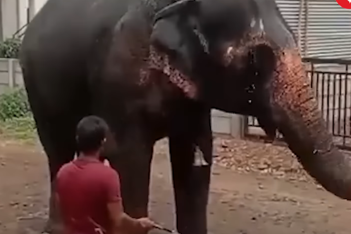 A temple elephant was finally rescued after decades of suffering and one priest’s death. But locals now demand her return