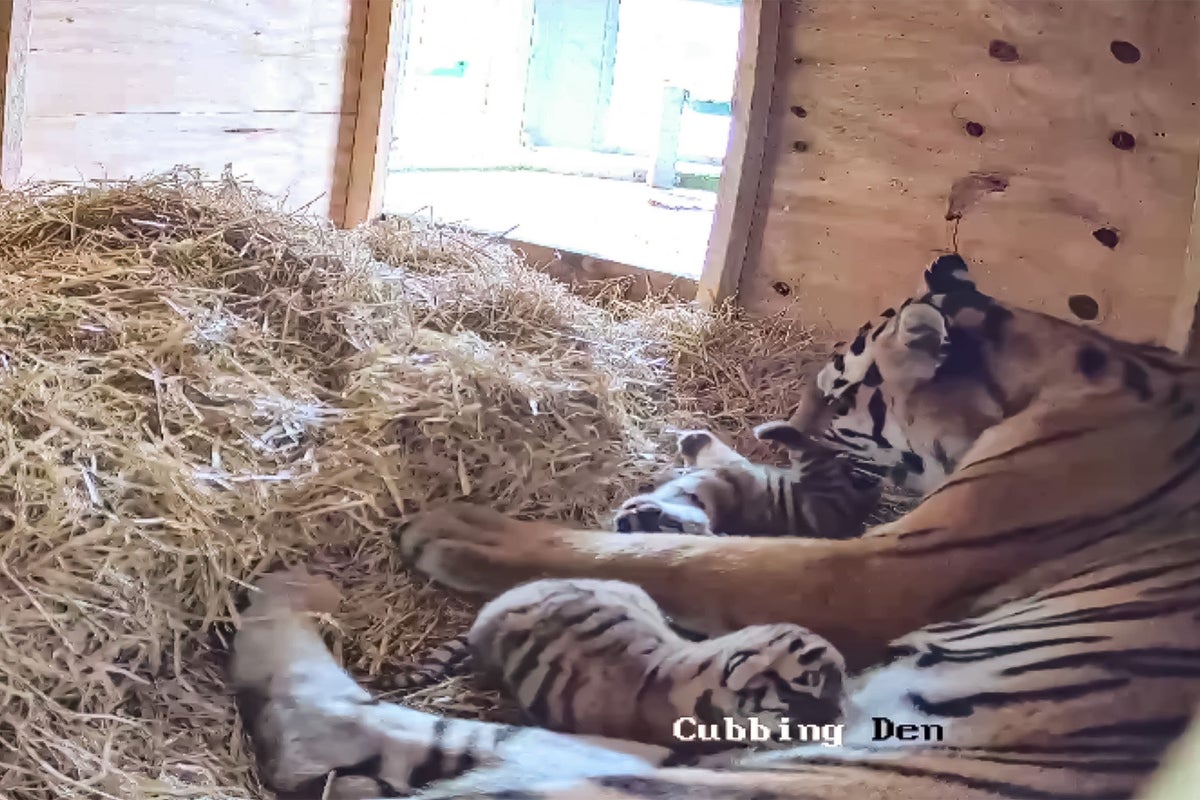 British safari park welcomes first tiger cubs in three decades
