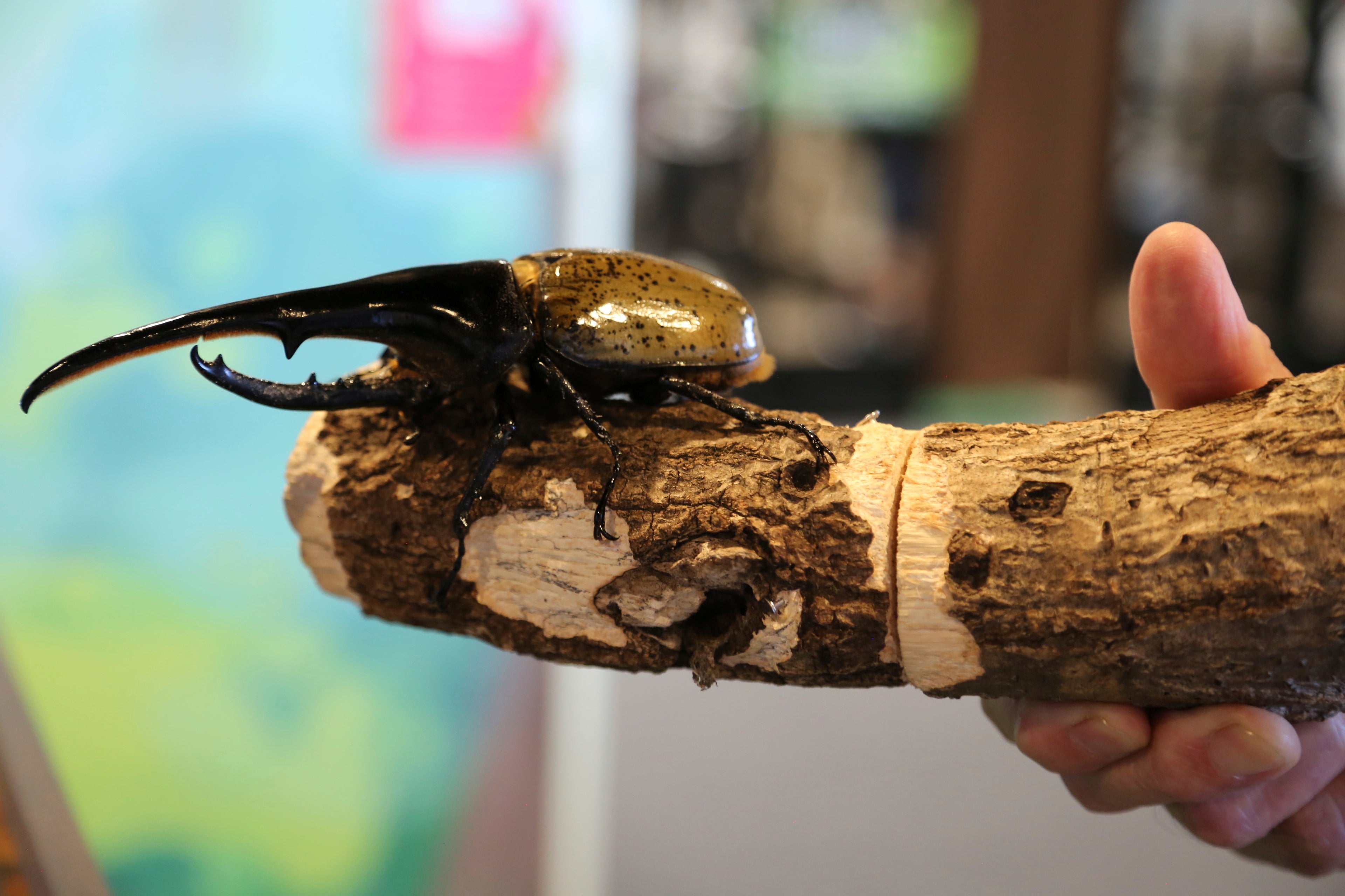 Toyoji Suzuki holds a beetle, known as Hercules, at an exhibition devoted to insects in Tokyo, Thursday, July 31, 2025. (AP Photo/Yuri Kageyama)