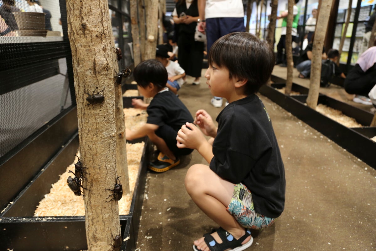 Forget kittens: The pet of choice for Japan’s children is a humble bug