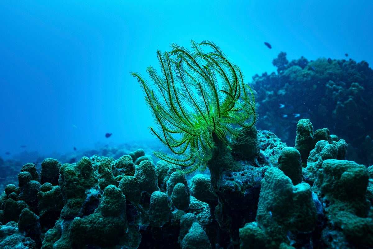 In disaster-prone Vanuatu, photos show sea animals returning to battered reefs. Can recovery happen?