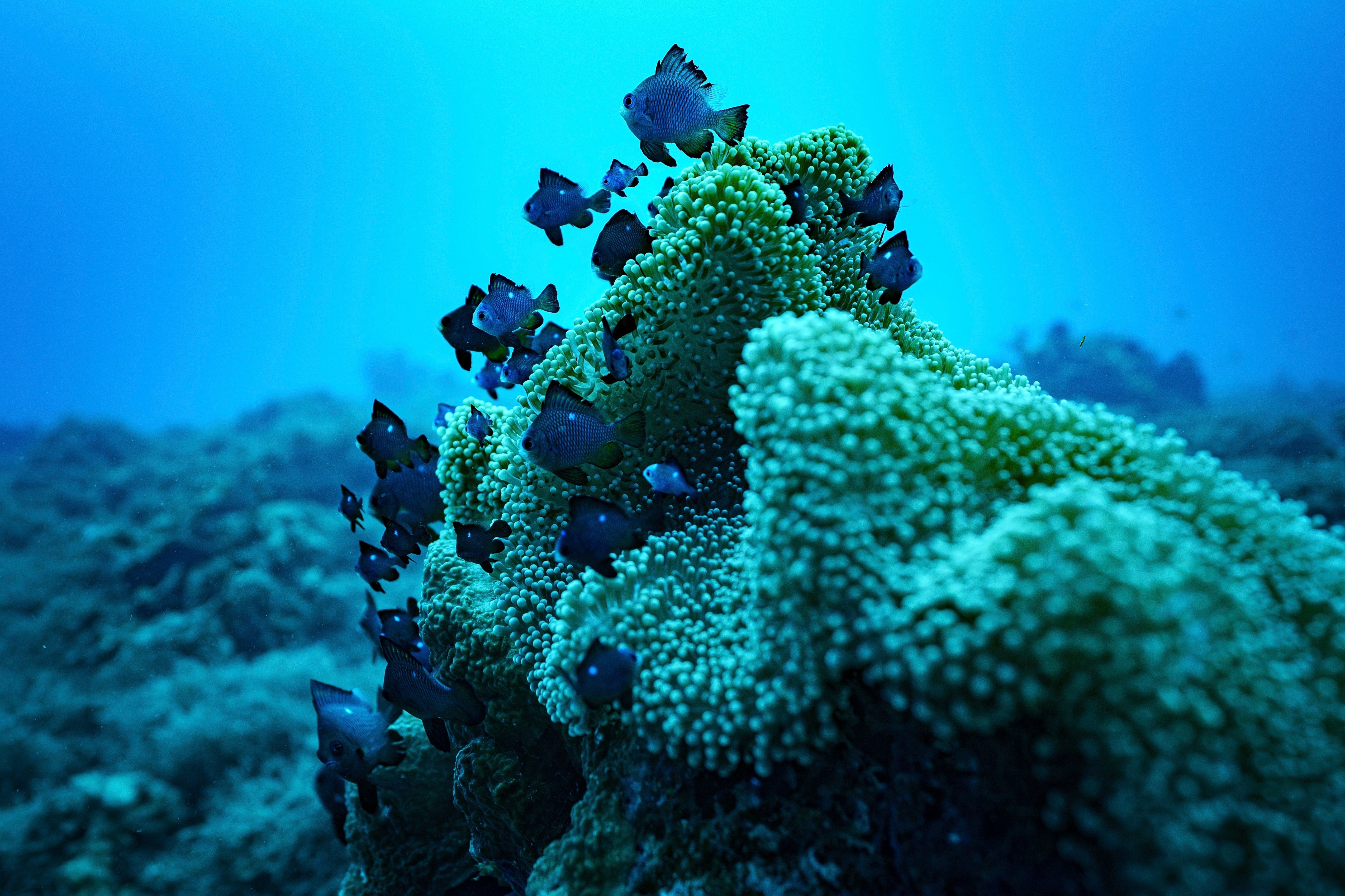 Climate Vanuatu Underwater Photo Gallery