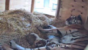 Two rare tiger cubs welcomed at Knowsley Safari