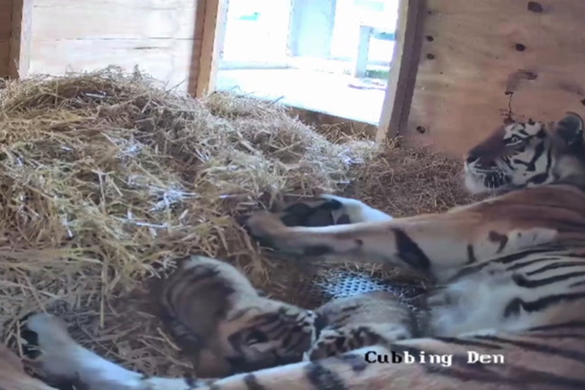 Pair of rare tiger cubs born at Merseyside safari park for the first time in 30 years