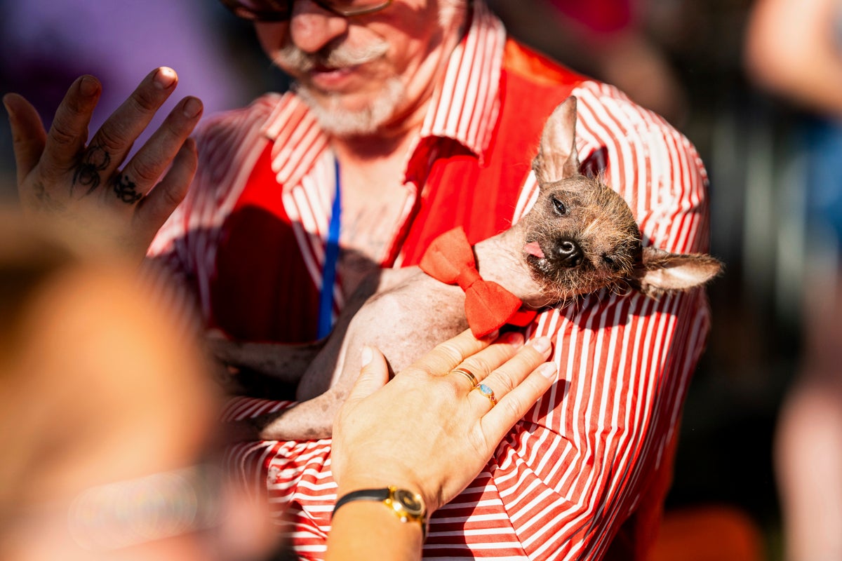Photos of the World's Ugliest Dog Contest held in California