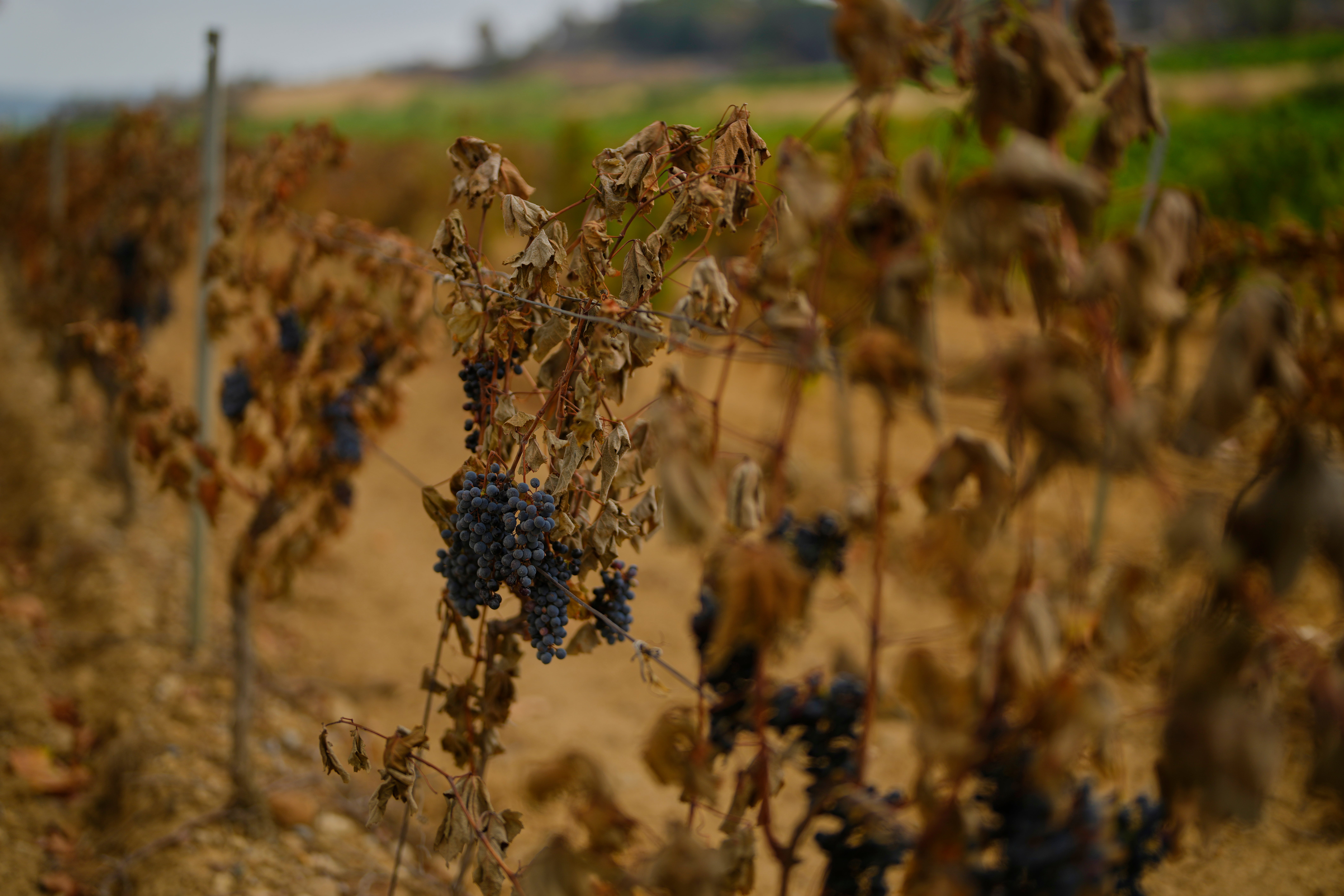 APTOPIX France Fires