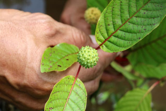 <p>The bud of a kratom plant. Kratom produces opioid-like effects, and legal products containing the substance are popping up in stores across the country</p>
