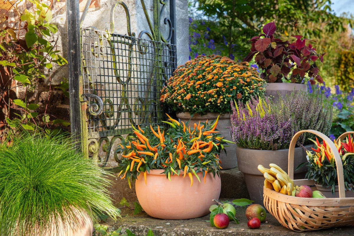 How to create glorious autumn containers How to create glorious autumn containers