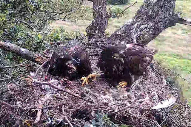 Two white-tailed eagle chicks have fledged from a nest in Sussex (Forestry England/PA)