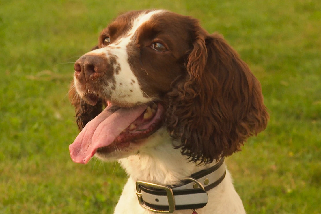 Honey Bee's Best Friend