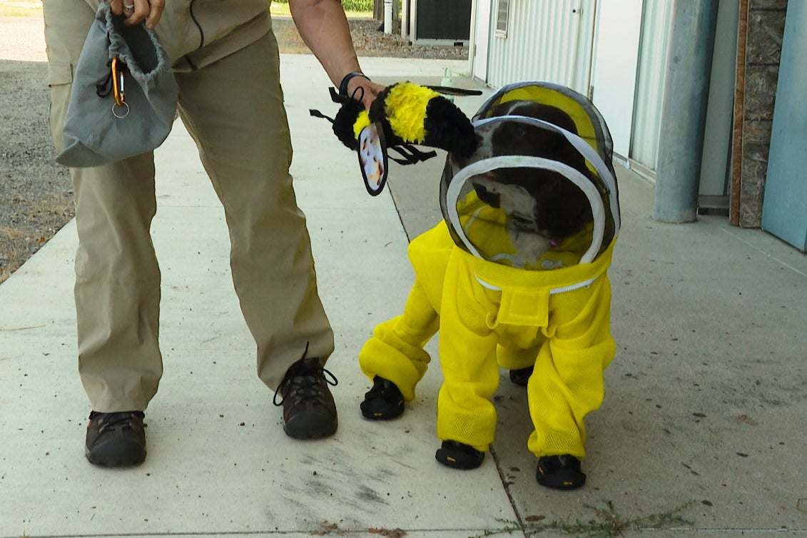 Honey Bee's Best Friend