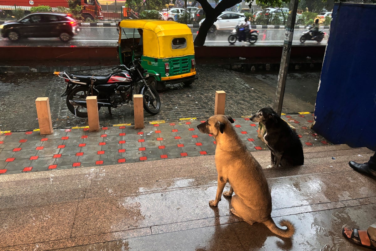 India's top court orders stray dogs to be removed from New Delhi streets