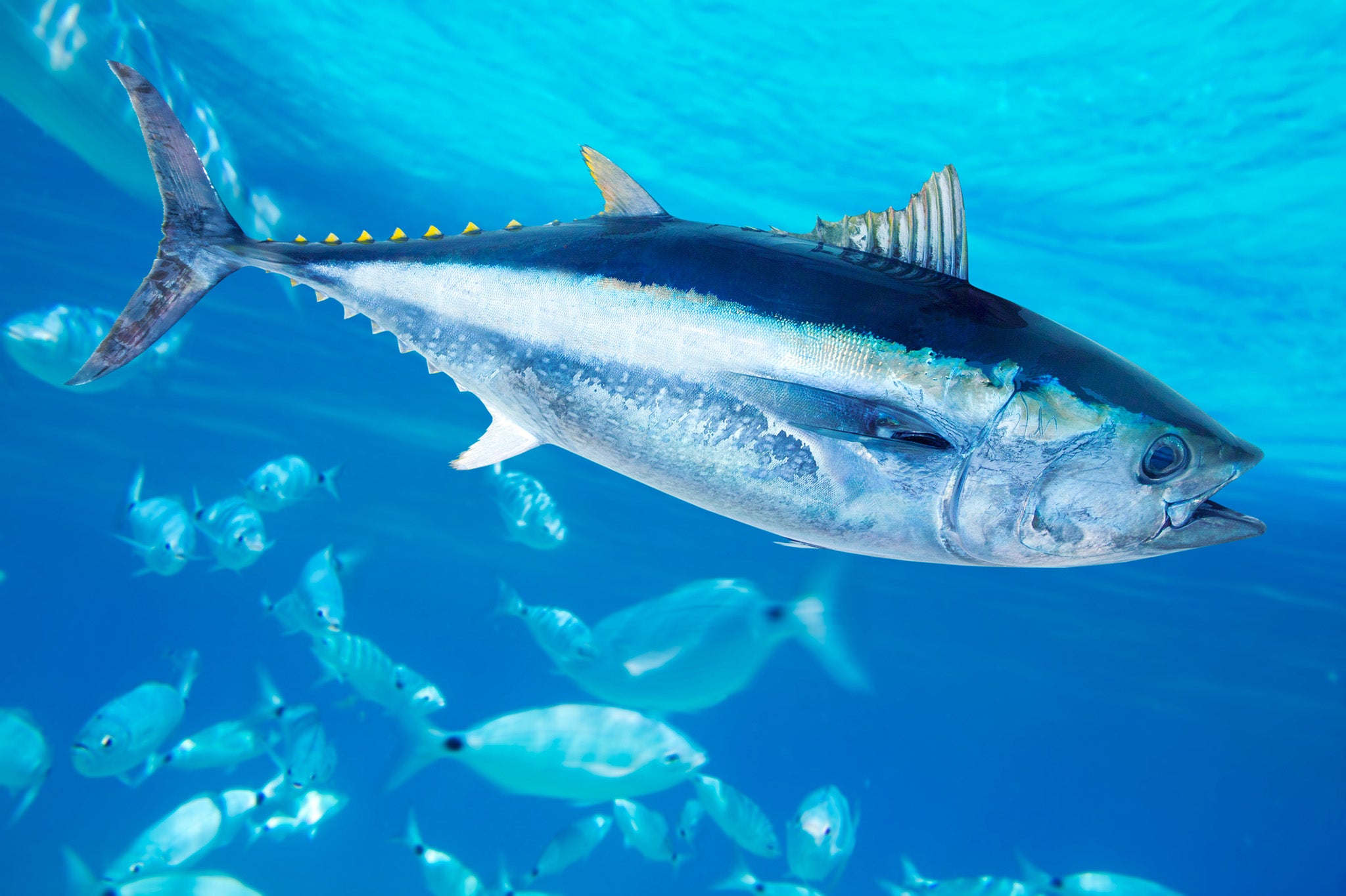 Meanwhile, the stock numbers of bluefin tuna are increasing