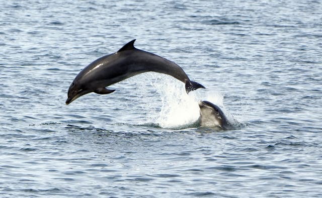 <p>A man used his jet ski to disturb a pod of dolphins swimming in Cornwall</p>