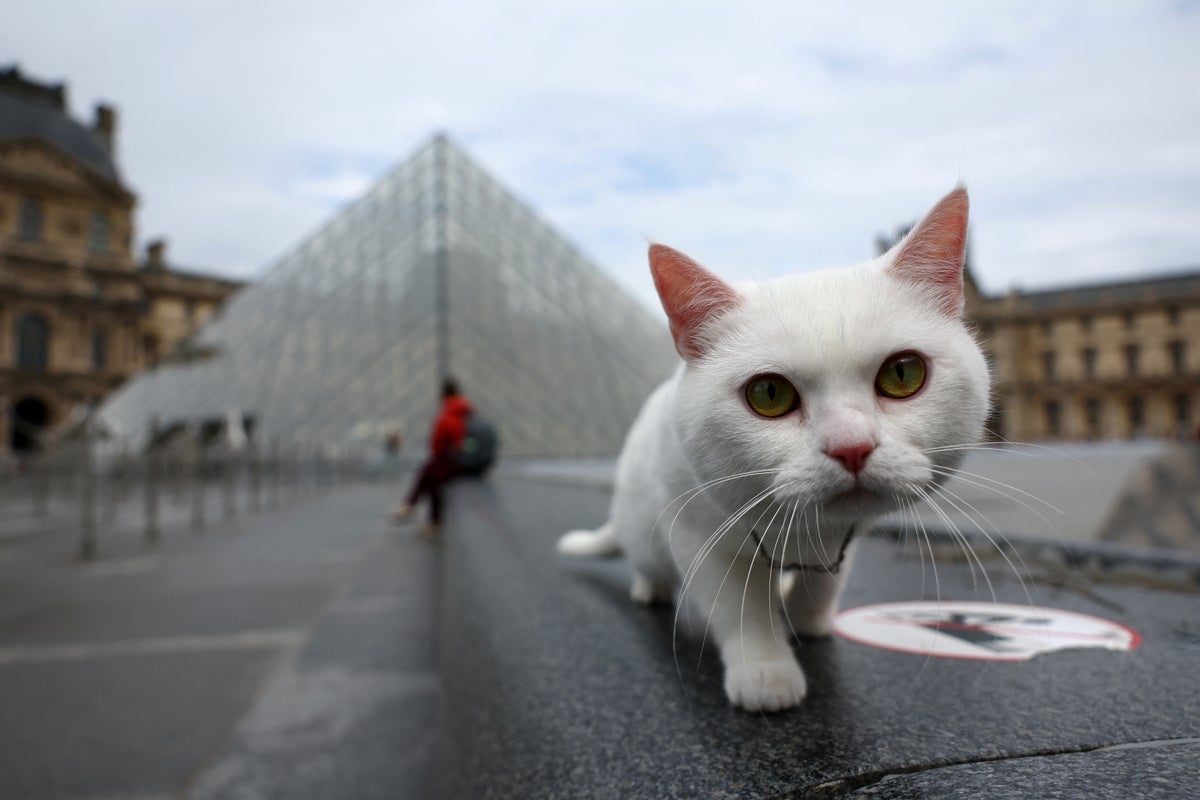 Scientists discover the household pet that develops dementia like a human