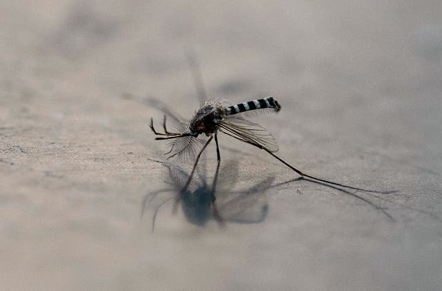 Dengue kills 101 as Bangladesh stares at major outbreak | The Independent