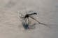 Two species of disease-carrying mosquitoes found in UK