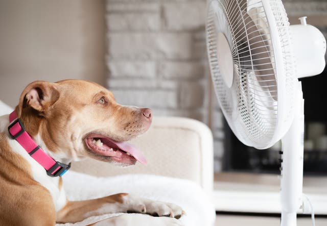 <p>There are plenty of ways to keep your four-legged friend cool and comfortable </p>