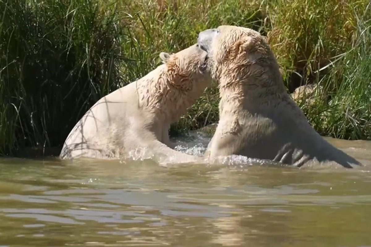Polar bears cool down with dip in lake at Yorkshire Wildlife Park as UK braces another heatwave