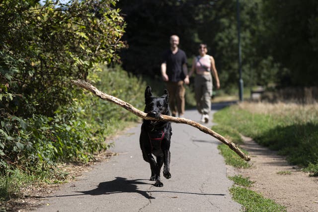 A dog in Barnes, London. Temperatures will soar above 30C in parts of the UK in the coming days, with another heatwave possible in some areas. Picture date: Monday August 11, 2025.