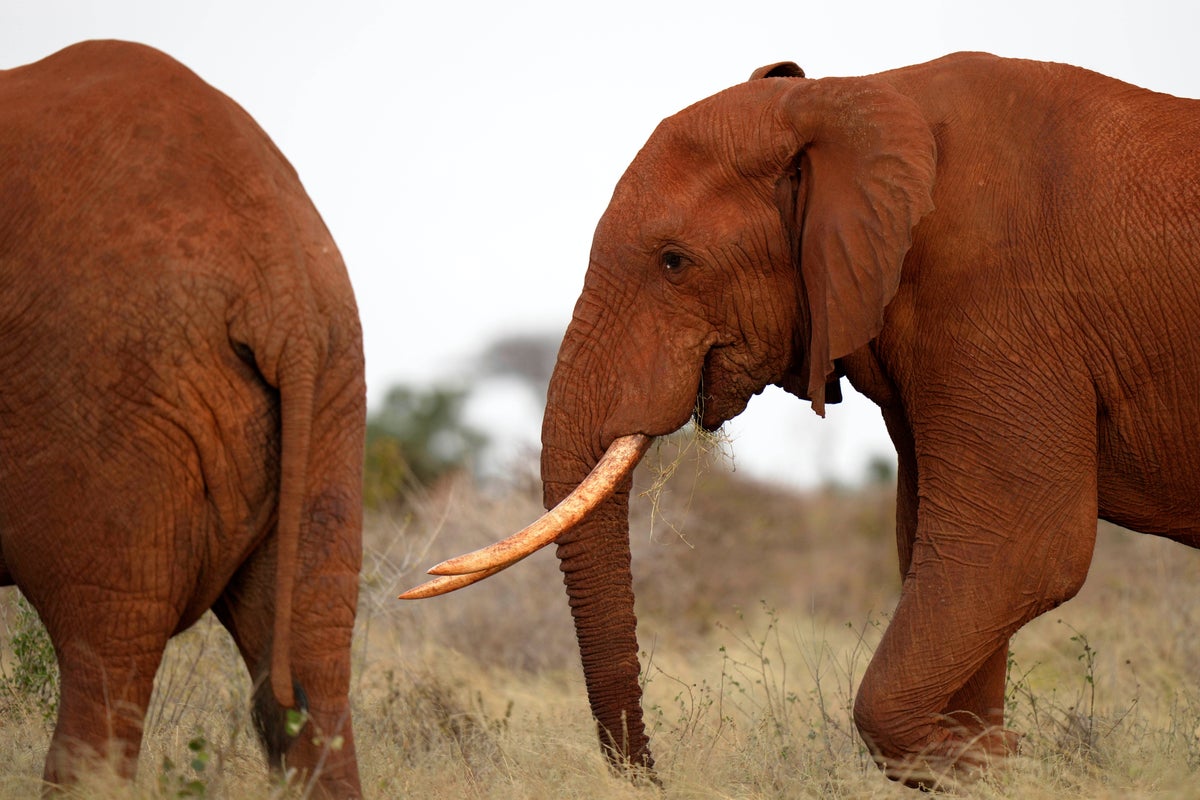 Kenyan farmers use bees and sesame to keep away marauding elephants
