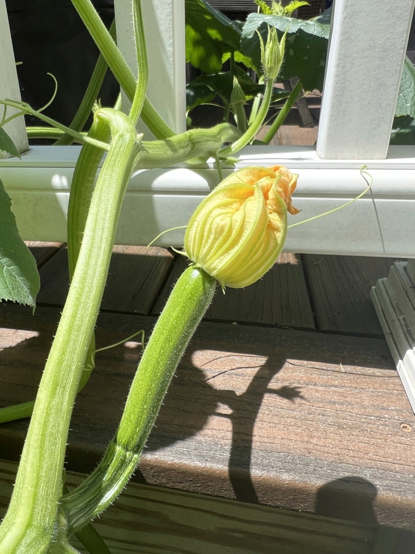 Gardening-When to Harvest