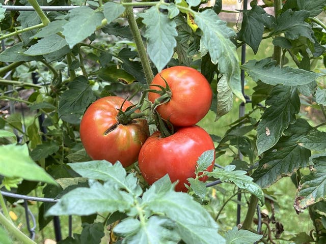 Gardening-When to Harvest