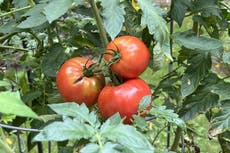 How to tell when your garden veggies are ripe for harvesting