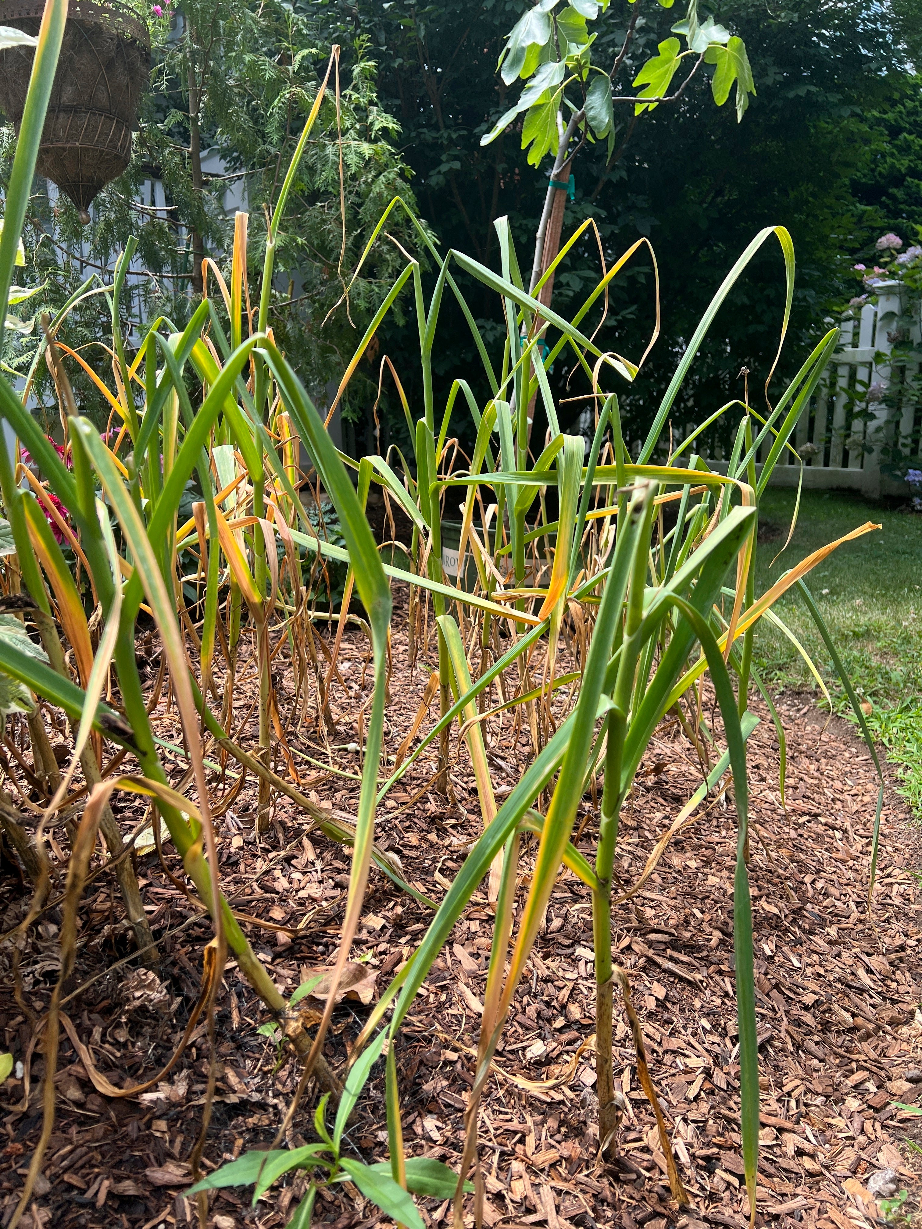 Gardening-When to Harvest