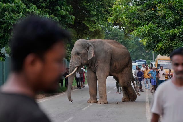 <p>File. People gather to watch a wild elephant on the outskirts of Guwahati, India, on 9 August 2025</p>