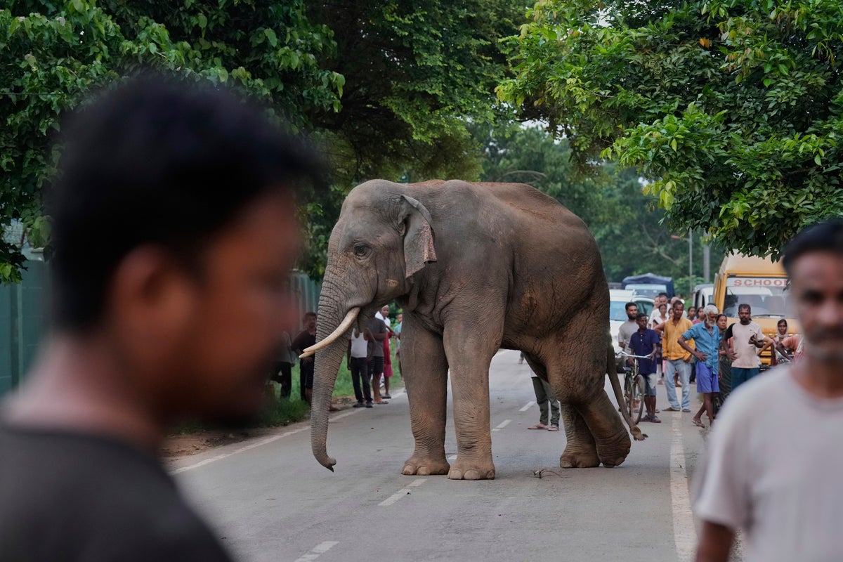 Rampaging Jharkhand Elephant Kills 17, Authorities Mobilize