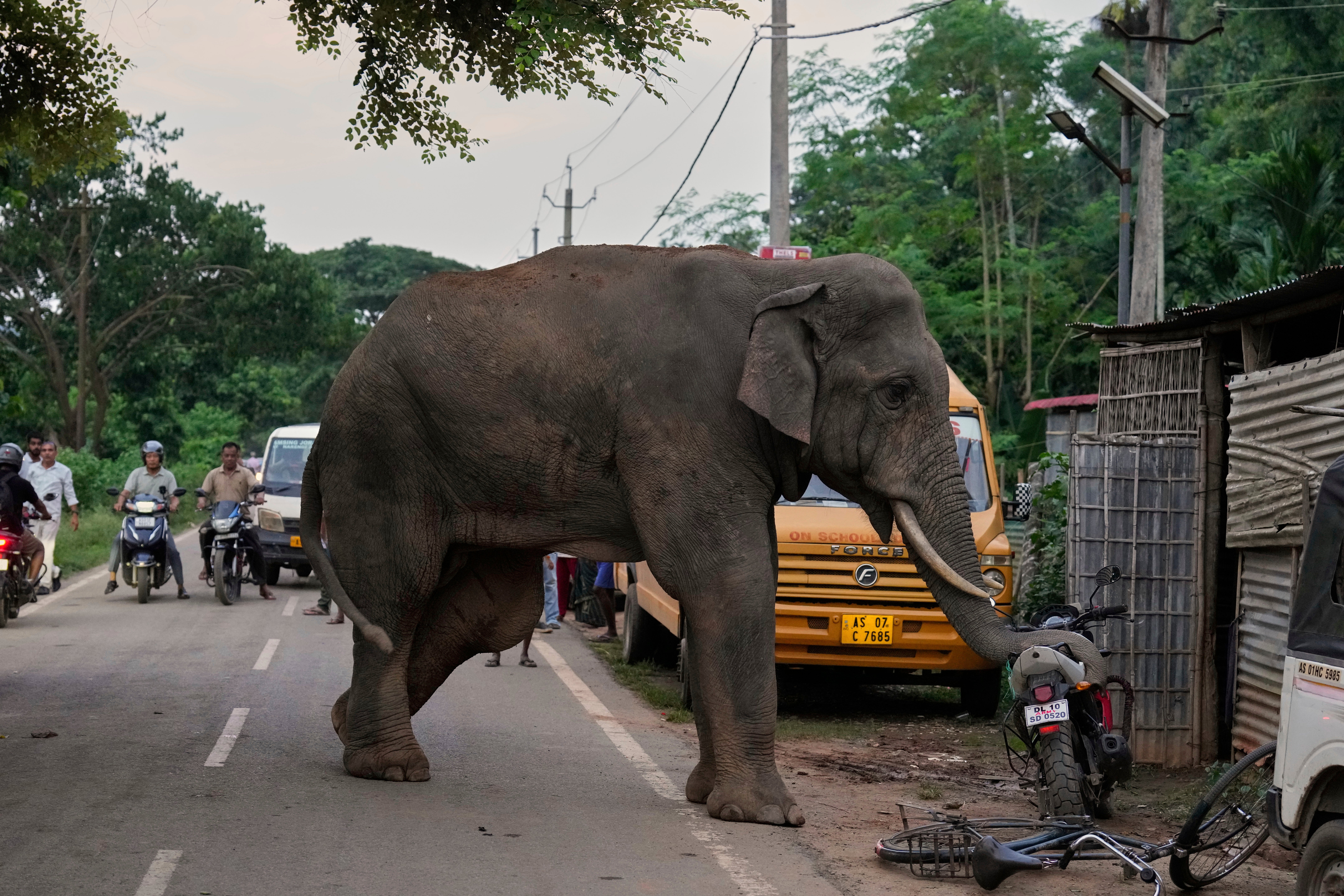 India World Elephant Day Photo Gallery