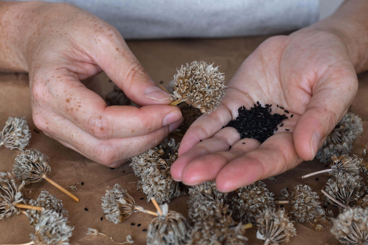 Which seeds should you be collecting and why? Which seeds should you be collecting and why?