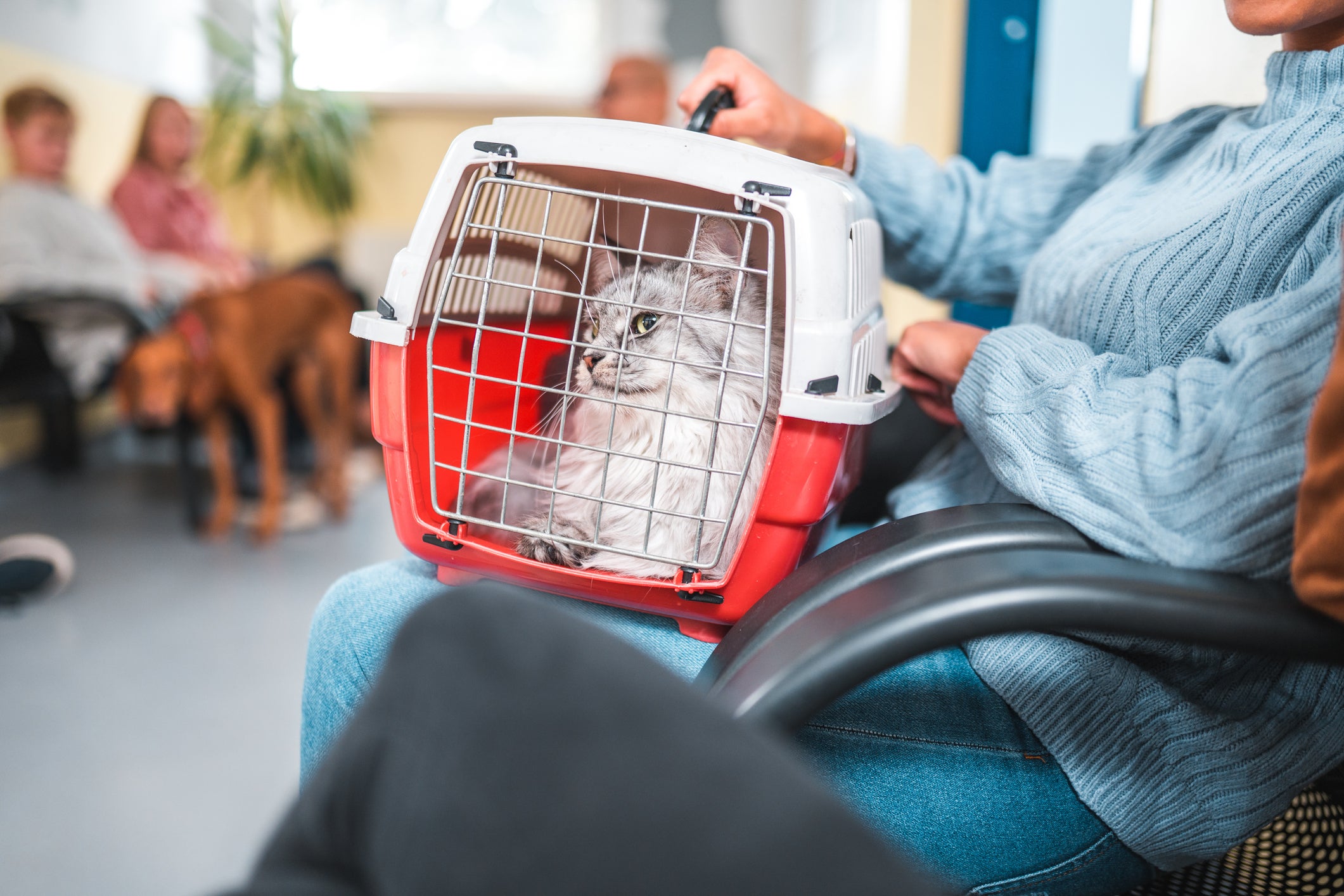 The charity said there had also been a surge in other weapons being used to harm animals, including pets and farm animals being hurt with guns, catapults and crossbows