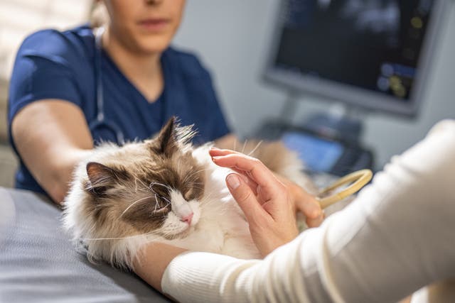 <p>Cat owners have been warned to be extra vigilant after new figures revealed the pets are being increasingly targeted by weapons such as air guns</p>