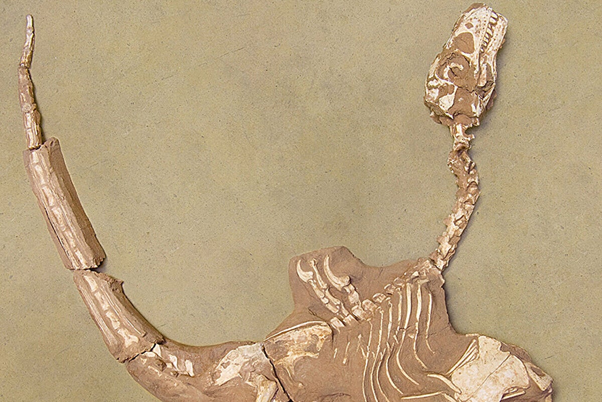 Newly discovered dinosaur likely killed prey using huge thumbs