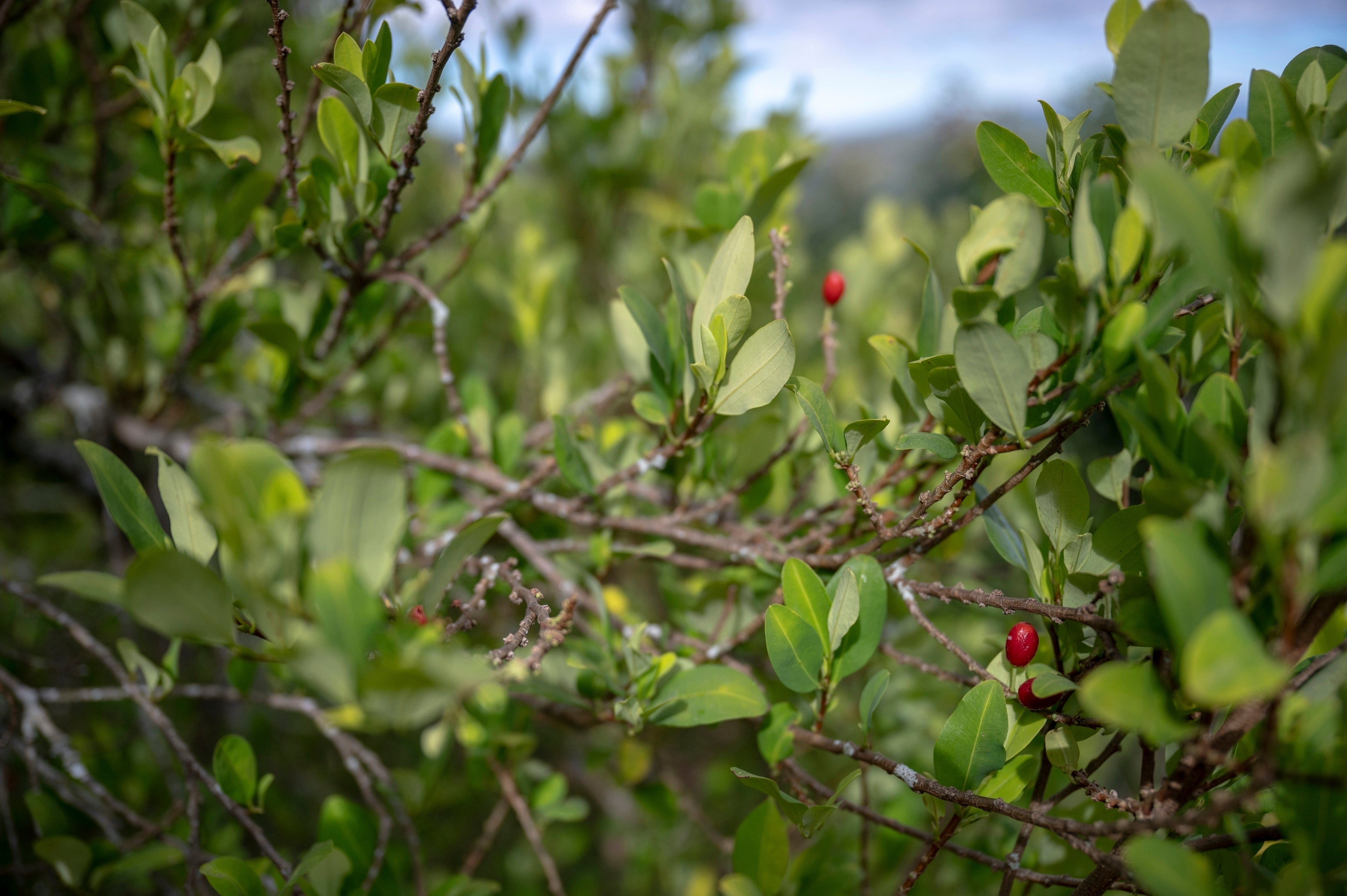 Colombia Indigenous Youth Recruitment