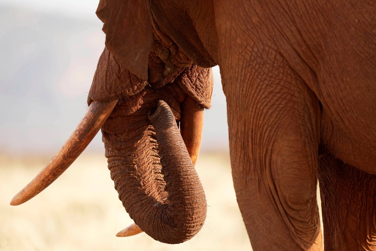 Tuesday is World Elephant Day. 5 things to know about the world's largest land mammals