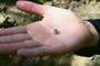 Woman finds 2.3-carat diamond at Arkansas state park