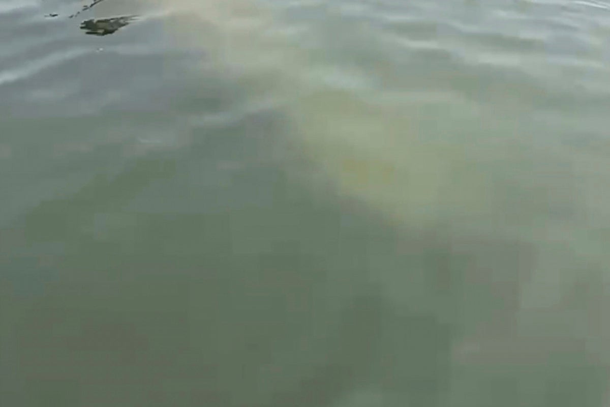 Scientists standing by to rescue rare manatee sighted in cold New England waters