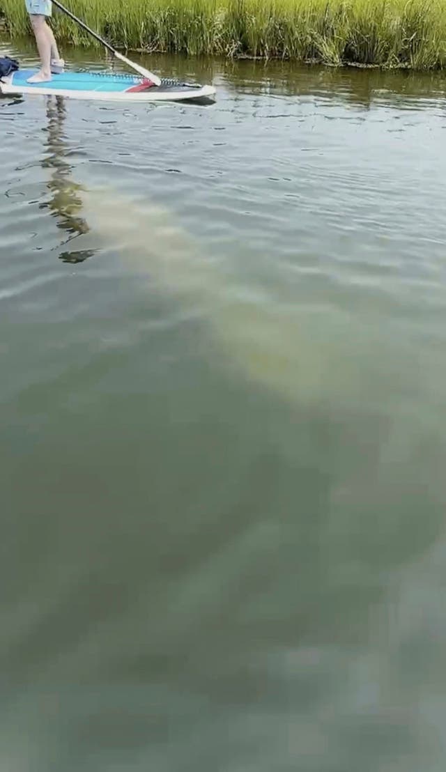 Manatee Sighting-Massachusetts