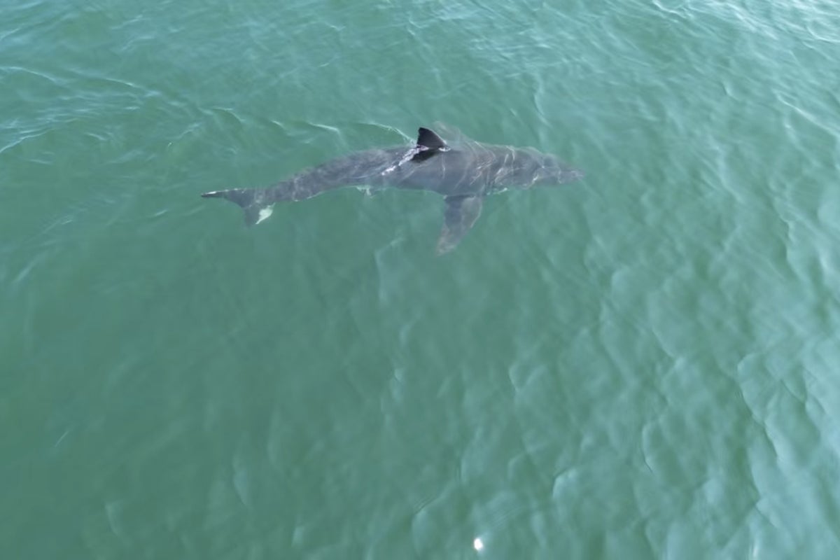 Great white shark is seen near popular beaches in Maine, sparking a warning from police
