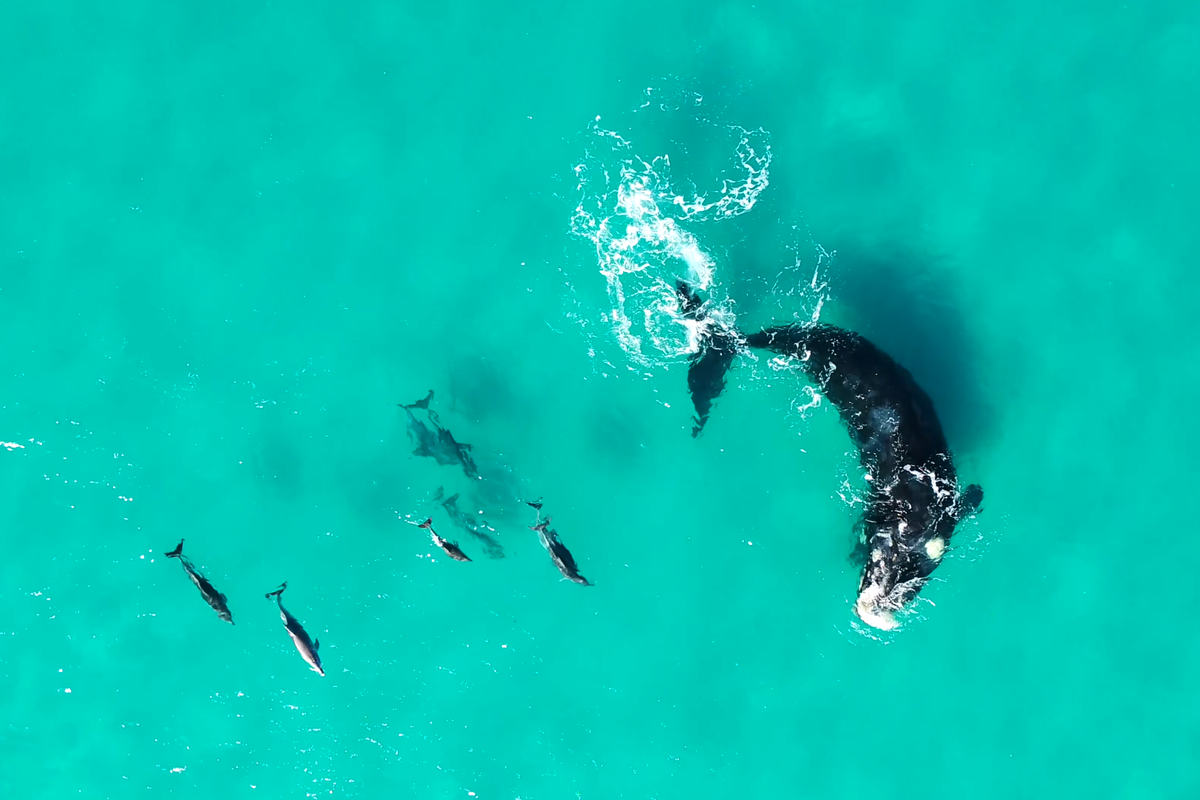 Groundbreaking study reveals whales and dolphins regularly play with each other